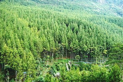 High angle shot of lush landscape