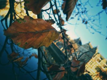 Close-up of maple leaf on branch