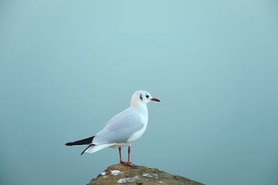 Seagull perching on a rock