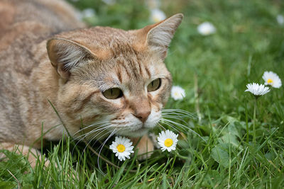 Close-up of a cat on field