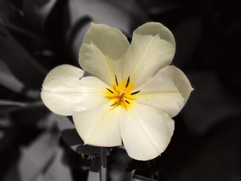 Close-up of flower against blurred background