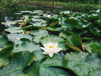 Close-up of lotus water lily in pond