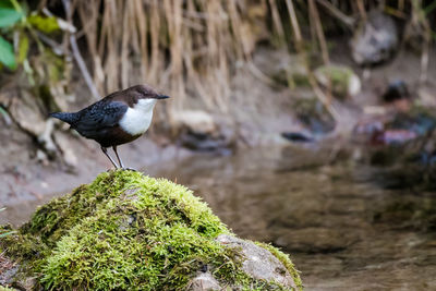 Bird perching on rock