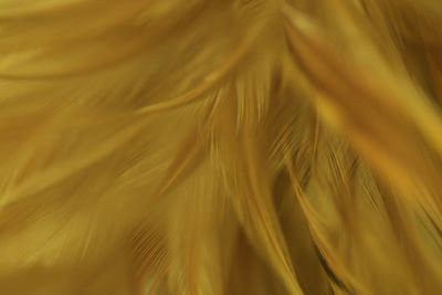 Full frame shot of yellow feather