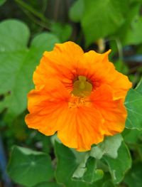 Close-up of orange flower blooming outdoors