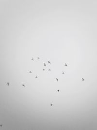 Low angle view of birds flying in the sky