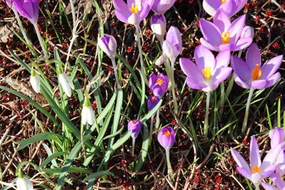 High angle view of purple crocus flowers on field