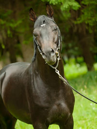 Close-up of horse