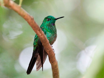 Close-up of bird perching on feeder