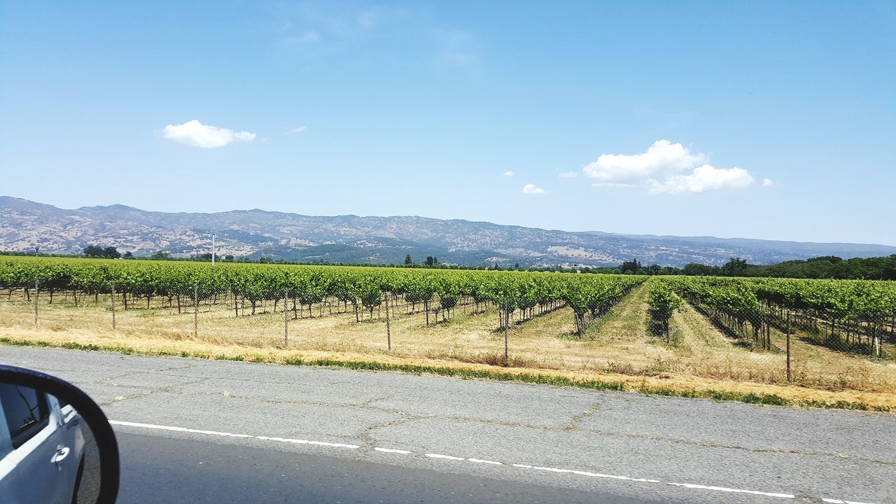 Vineyard with Mountain scene behind