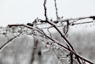 Close-up of frozen plant on branch during rainy season