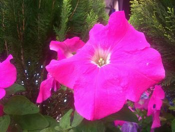 Close-up of purple flowers