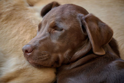 Close-up of a dog