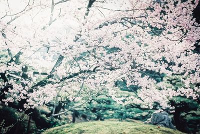 View of cherry blossom from tree