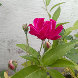 Close-up of pink flowering plant