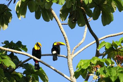 Low angle view of toucans perching on tree