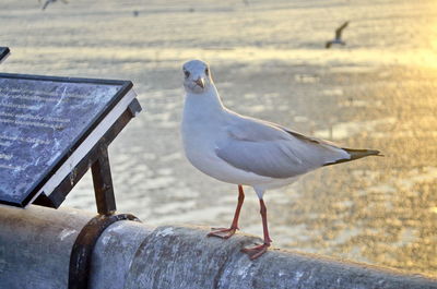 Close-up of seagull perching on wood