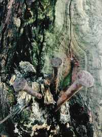 Close-up of tree trunk