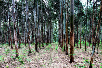 Bamboo trees in forest