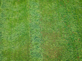 Full frame shot of green grass on land