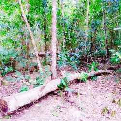 Plants growing in forest