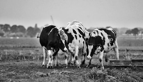 Horses grazing on field