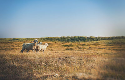 Sheep on land