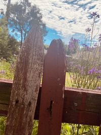 Close-up of wooden fence against trees