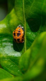 Close-up of ladybug on leaf