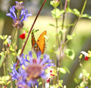 Close-up of butterfly pollinating on flower