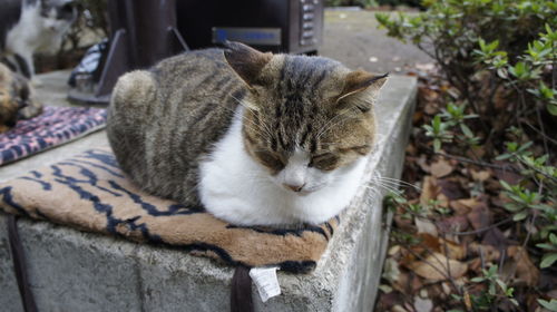 Close-up portrait of a cat resting