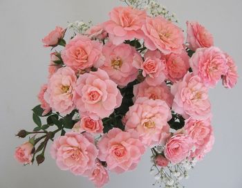 Close-up of pink flowers