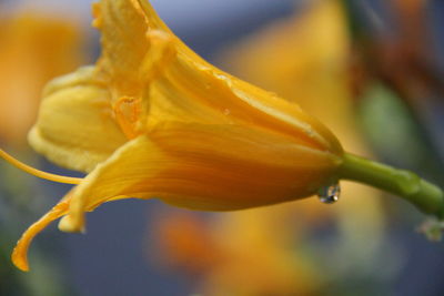 Close-up of yellow flower