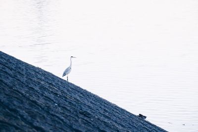 Bird perching on water