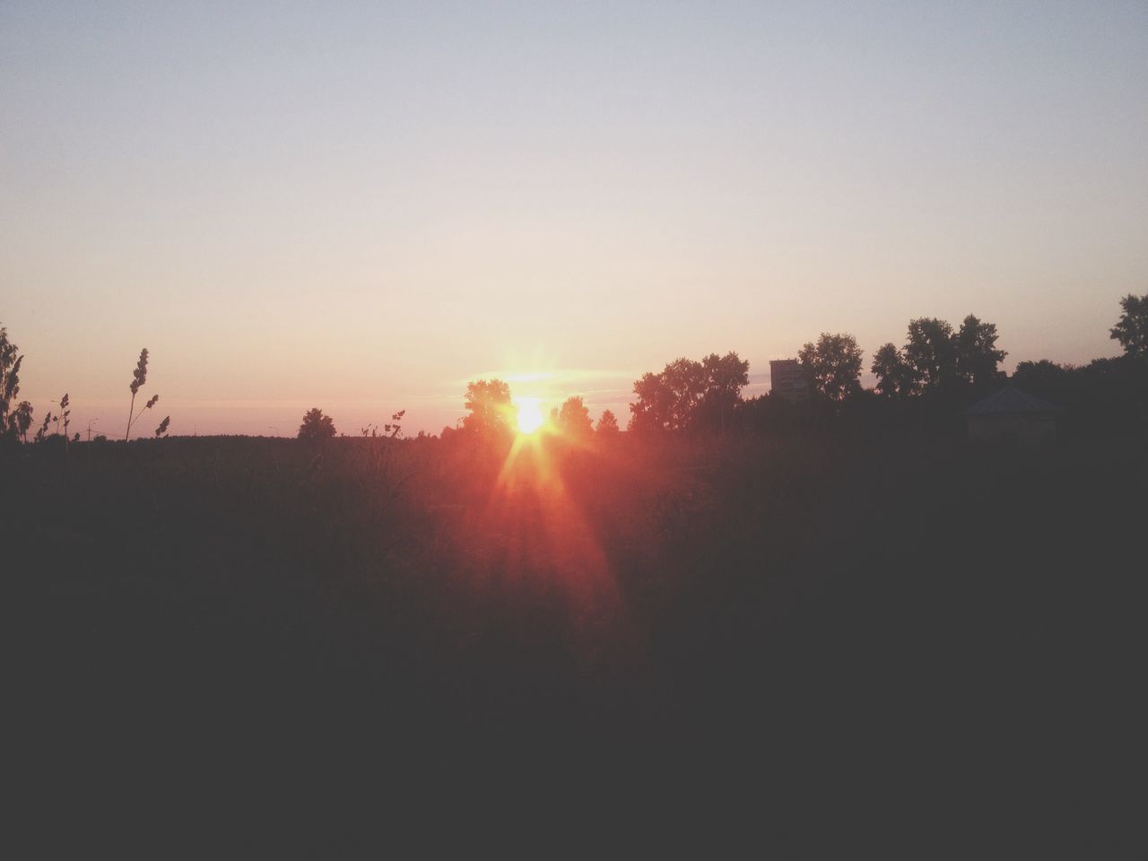 SUN SHINING THROUGH TREES