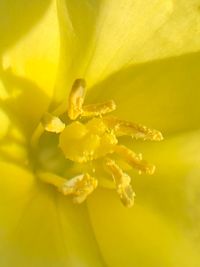 Close-up of yellow rose flower
