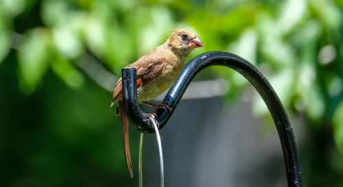 Bird perching on a plant