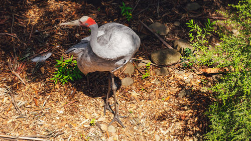 High angle view of bird on field