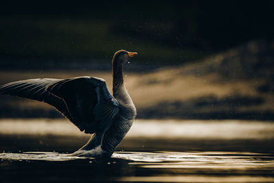 Close-up of a goose in lake