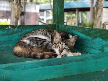 Portrait of a cat resting