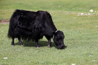 Goats on grassy field