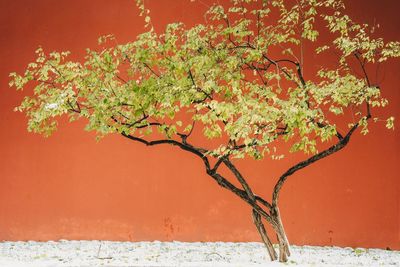 Close-up of tree against wall