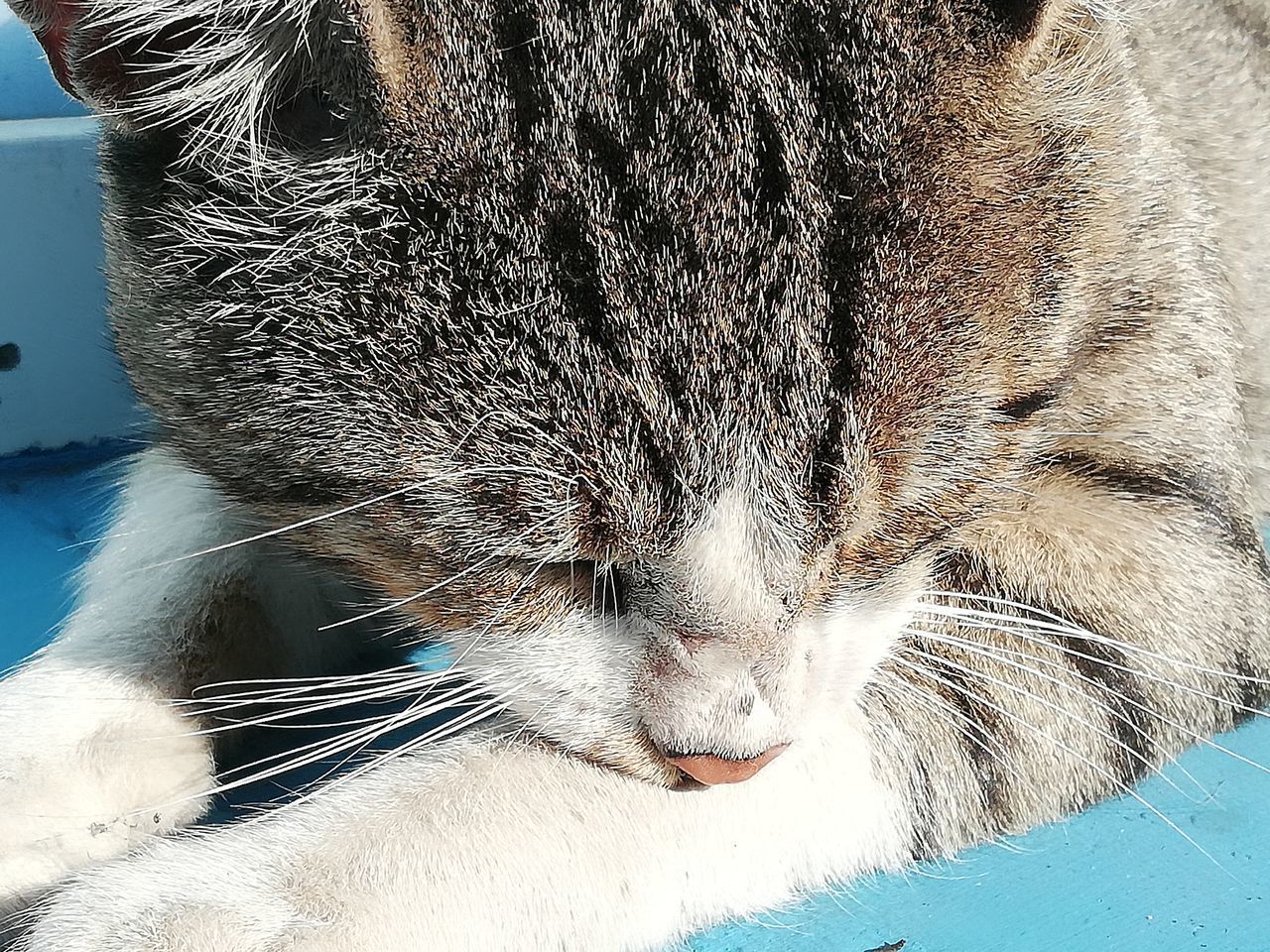 CLOSE-UP OF CAT SLEEPING IN THE DARK