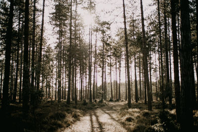 Pine trees in forest