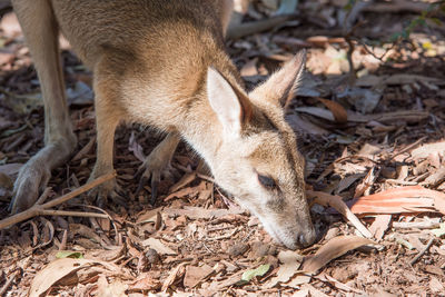 High angle view of deer on field