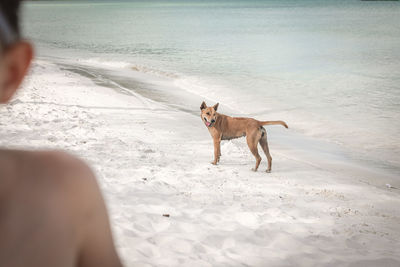 Dog running on beach