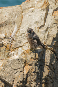 Bird perching on rock