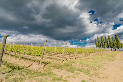 Scenic view of field against cloudy sky