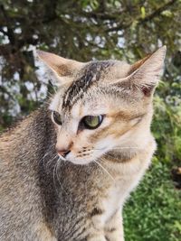 Close-up of a cat looking away