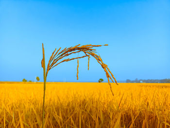 Crops growing on field against clear blue sky